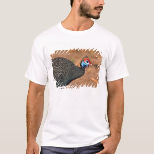 Camiseta Pintada común (Numida meleagris). África,