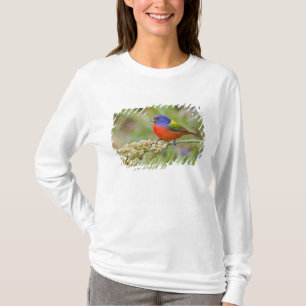 Camiseta Pintor (Passerina ciris) macho alimentándose