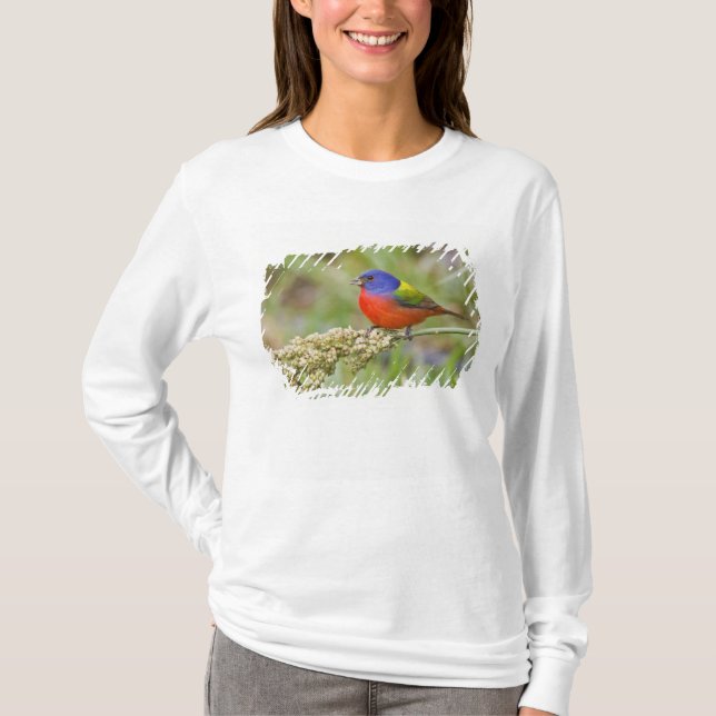 Camiseta Pintor (Passerina ciris) macho alimentándose (Anverso)