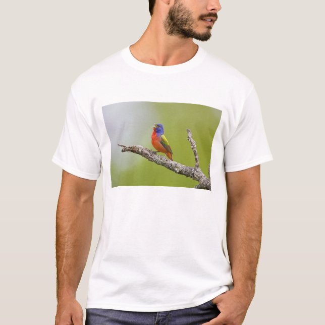 Camiseta Pintor (Passerina ciris) macho cantando (Anverso)