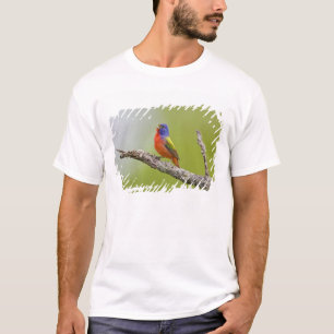 Camiseta Pintor (Passerina ciris) macho cantando