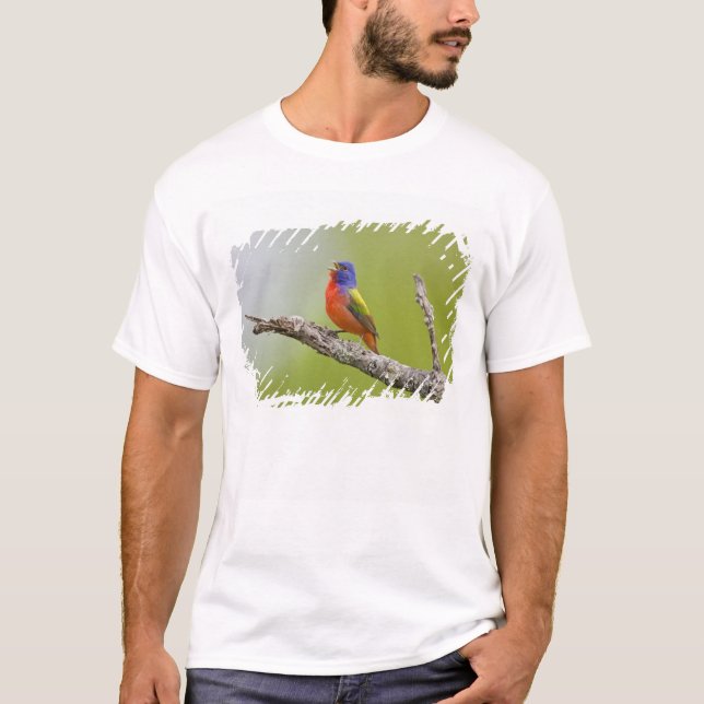 Camiseta Pintor (Passerina ciris) macho cantando (Anverso)