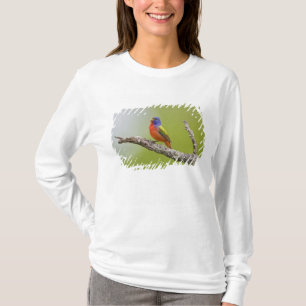 Camiseta Pintorín (Passerina ciris) macho cantando