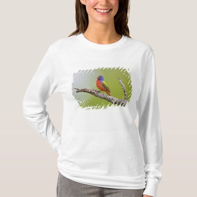 Camiseta Pintorín (Passerina ciris) macho cantando (Anverso)