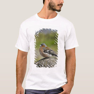 Camiseta Pinzón vulgar macho (SALVAJE: Fringilla coelebs)