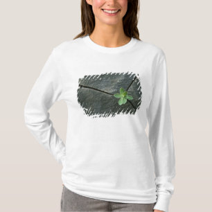 Camiseta Planta que crece en Boulder agrietado