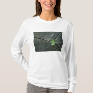 Camiseta Planta que crece en Boulder agrietado