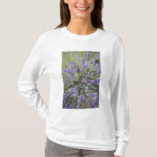 Camiseta Plantas de lavanda