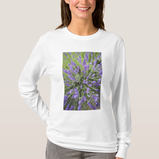 Camiseta Plantas de lavanda (Anverso)