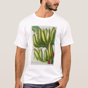 Camiseta Plátano, grabado por Juan Jacobo Haid (1704-67) p
