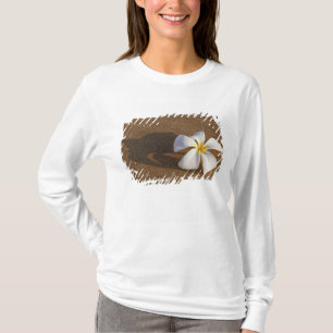 Camiseta Plumeria en playa de arena, Maui, Hawái, EE. UU.