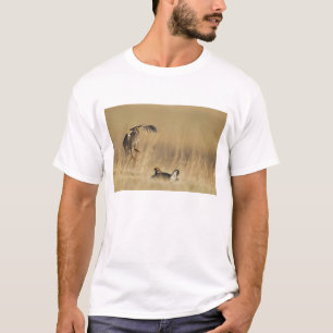Camiseta Pollos de pradera machos en lek en el condado de L