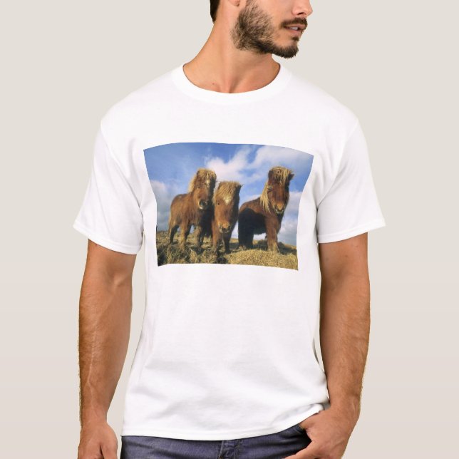 Camiseta Poni de Shetland, tierra firme de las Islas Shetla (Anverso)
