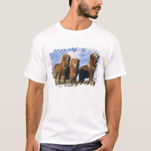Camiseta Poni de Shetland, tierra firme Islas Shetland,
