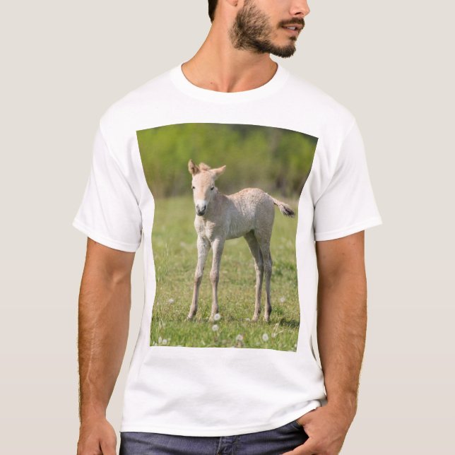 Camiseta Potro de caballo de Przewalski, Hungría (Anverso)