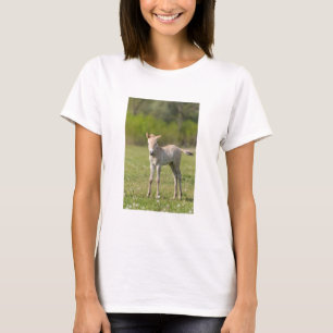 Camiseta Potro del caballo de Przewalski, Hungría