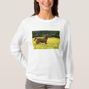 Camiseta potro y yegua árabes corriendo a través
