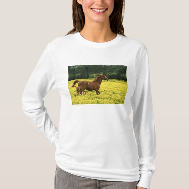 Camiseta potro y yegua árabes corriendo a través (Anverso)