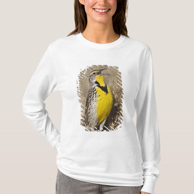 Camiseta Pradera Occidental (Sturnella neglecta) (Anverso)