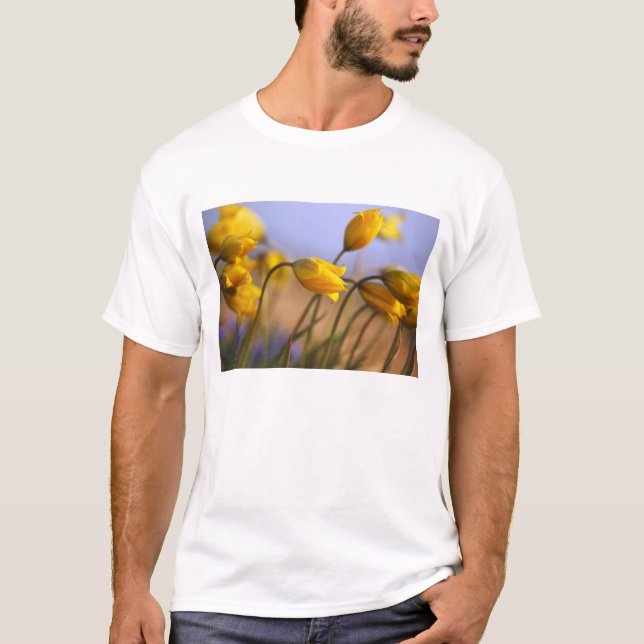 Camiseta Primer de narcisos (Anverso)