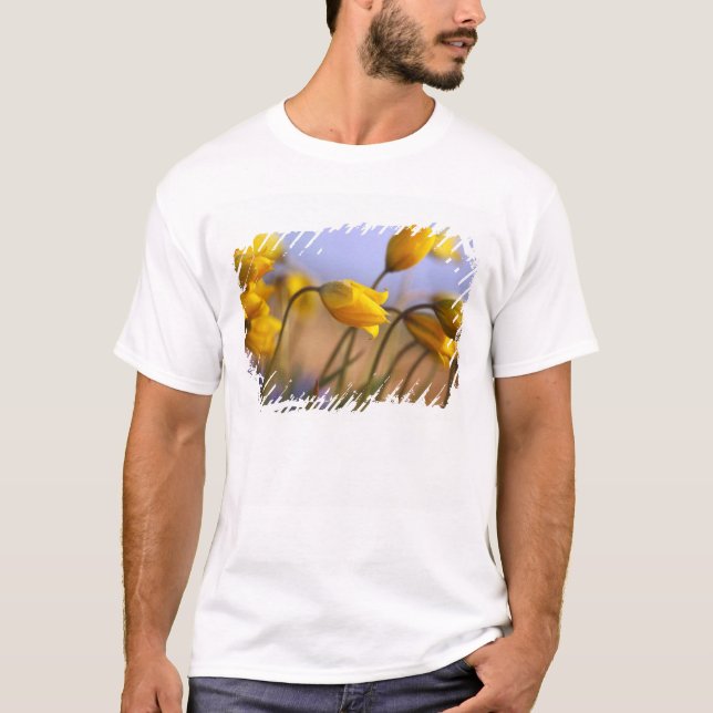 Camiseta Primer de narcisos (Anverso)