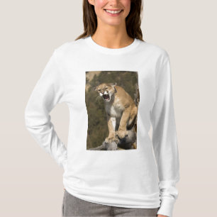 Camiseta Puma o león de montaña, puma concolor, Cautivo -