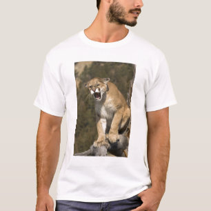 Camiseta Puma o león de montaña, puma concolor, Cautivo -