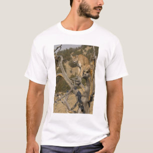 Camiseta Puma, también conocido como puma, cougar; Puma con