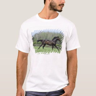 Camiseta Pura sangre del caballo, Wassl 1988,