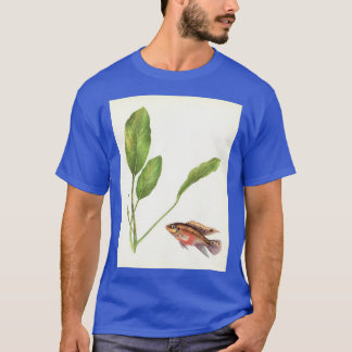 Camiseta Púrpura percha Pelviachromis pulcher