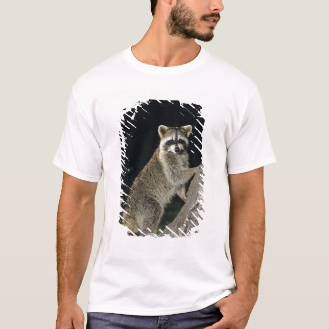 Camiseta Raccoon septentrional, Lotor de Procyon, adulto en (Anverso)