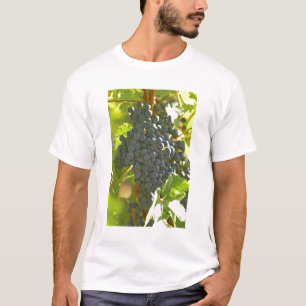 Camiseta racimo de uva Cabernet Sauvignon en el Chateau