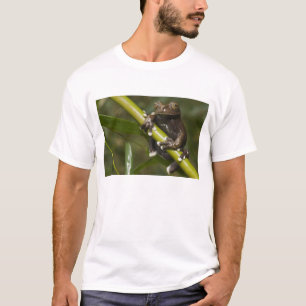 Camiseta Rana arborícola cautiva de Tapichalaca Hyloscirtus