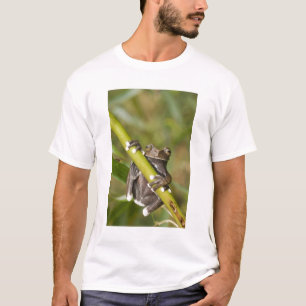 Camiseta Rana arborícola cautiva de Tapichalaca Hyloscirtus