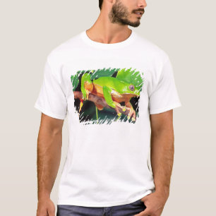 Camiseta Rana arborícola mono gigante bicolor, Phyllomedusa