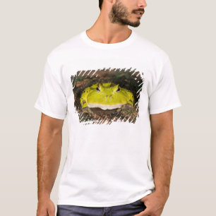 Camiseta Rana cornuda brasileña, Ceratophrys cornuta, 2