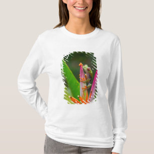 Camiseta rana de árbol de ojos rojos, Costa Rica