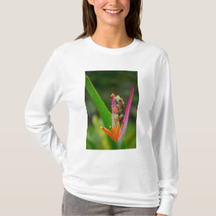 Camiseta Rana de ojos rojos, Costa Rica