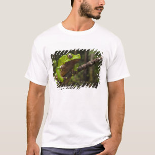 Camiseta Rana gigante de hoja (Phyllomedusa bicolor)