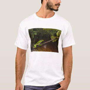 Camiseta Rana hoja gigante Phyllomedusa bicolor) 2