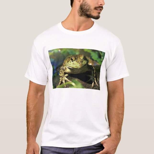 Camiseta Rana toro. (Anverso)