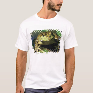 Camiseta Rana toro.