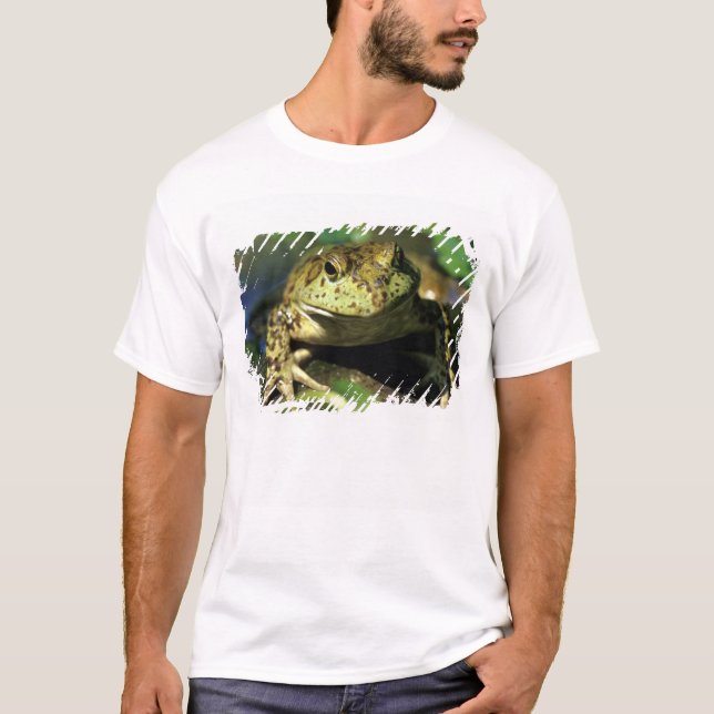 Camiseta Rana toro. (Anverso)