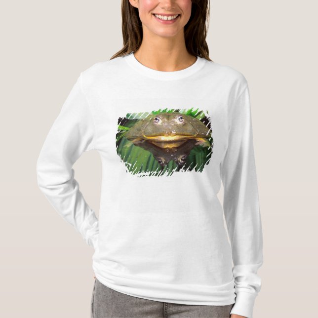 Camiseta Rana toro africana, Pyxicephalus 2 (Anverso)