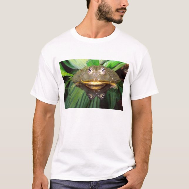Camiseta Rana toro excavadora africana, Pyxicephalus 2 (Anverso)