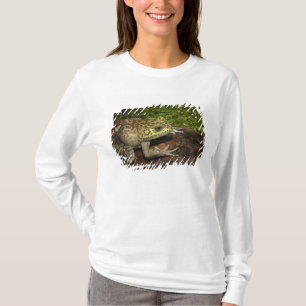 Camiseta Rana toro, Rana catesbeiana