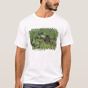 Camiseta Rana toro, Rana catesbeiana, adulta en lenteja de