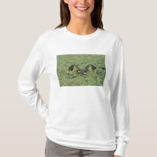 Camiseta Rana toro, Rana catesbeiana, adulta en lenteja de 