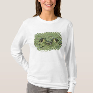 Camiseta Rana toro, Rana catesbeiana, adulta en lenteja de