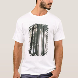 Camiseta Rayos de sol que atraviesan los árboles, Monte Rai